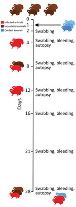 Study design for experimental infection of raccoon dogs with severe acute respiratory syndrome coronavirus 2. Outline of the in vivo experiment with an observation period of 28 days; 9 animals were inoculated intranasally with 105 50% tissue culture infectious dose/mL, and 3 naive direct contact animals were introduced 24 hours later. On days 4, 8 and 12, two raccoon dogs were euthanized and autopsied. All remaining animals were euthanized on day 28. Red indicates infected animals. 