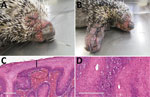 Photographs and histopathology of Brazilian porcupine (Coendou prehensilis) with novel poxvirus tentatively named Brazilian porcupinepox virus, Brazil, 2019. A) Severely swollen and erythematous skin of the eyelids, nasal region, and around oral cavity. B) Severely swollen skin of the forelimbs. C) Histopathologic examination of skin. Marked epidermal hyperplasia and swollen epithelial cells with foci of ballooning degeneration are marked with the square, and parakeratotic hyperkeratosis is indicated by the line. Dermal hemorrhage at the dermal–epidermal junction is indicated with the oval. Hematoxylin and eosin stain. Scale bar indicates 200 μm. D) Histopathologic examination of skin. Cytoplasm of several epithelial cells of epidermis with round eosinophilic inclusions is indicated by arrows. Hematoxylin and eosin stain. Scale bar indicates 200 μm.