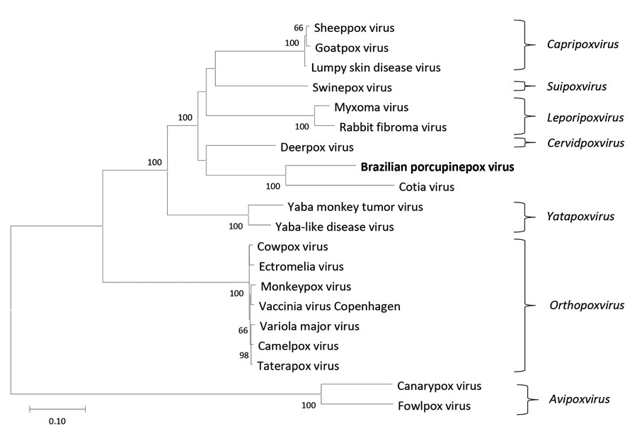 Phylogenetic tree constructed in genomic analysis of novel poxvirus Brazilian porcupinepox virus, Brazil, 2019 (boldface). Tree constructed by using the maximum-likelihood method and Jones–Taylor–Thornton model (7) with frequency model for amino acid sequence alignments of the RNA polymerase subunit RPO147, RNA polymerase subunit RPO132, RNA polymerase–associated RAP94, mRNA capping enzyme large subunit, virion major core protein P4a, early transcription factor VETFL, nucleoside-triphosphatase, DNA polymerase, and DNA topoisomerase I genes of selected strains representing different genera of chordopoxvirus with low GC contents and their respective genera. The numbers next to each node represent the values of 1,000 bootstrap repetitions, and only those >50% are shown. Evolutionary analyses were conducted in MEGA X (8). GenBank accession numbers are as follows: Brazilian porcupinepox virus, MK944278.1; camelpox virus, AY009089.1; canarypox virus, NC005309.1; Cotia virus, KM595078.1; cowpox virus, DQ437593.1; deerpox virus, AY689437.1; ectromelia virus, NC004105.1; fowlpox virus, NC002188.1; goatpox virus, MH381810.1; lumpy skin disease virus, NC003027.1; monkeypox virus, DQ011157.1; myxoma virus, NC001132.2; rabbit fibroma virus, NC001266.1; sheeppox virus, NC004002.1; swinepox virus, NC003389.1; taterapox virus, NC008291.1; vaccinia virus, M35027.1; variola major virus, L22579.1; Yaba monkey tumor virus, NC005179.1; Yaba-like disease virus, NC002642.1. Scale bar represents number of substitutions per site.