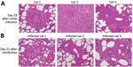 Comparison of histopathology between cats on day 28 after initial infection with severe acute respiratory syndrome coronavirus 2 and on day 21 after reinfection. Bronchioles and alveoli of cats (cats 1–3 in Appendix Figure 6) on day 28 after initial infection (A) and those of cats (infected cats 1–3 in Appendix Figure 6, upper half) on day 21 after reinfection (49 days after the initial infection) (B); original magnification × 20. Cats from both groups showed histiocytic bronchiolitis with occlusive plugs, peribronchiolar fibrosis, and thickening of alveolar septa. Mild acute hemorrhage was detected in affected and less affected regions of the lung on day 21 after reinfection, with a trend toward an increase compared with day 28 (severity score 1.8 + SEM 0.8 on day 21 vs. 0.3 + SEM 0.2 on day 28; p = 0.187 by unpaired t-test).