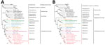 Phylogenetic analysis of novel porcine morbillivirus (PoMV, star) detected among infected swine. A) Phylogenetic analysis of whole genome sequence. B) Phylogenetic analysis of L amino acid sequence. The trees were constructed by maximum likelihood method with bootstrap values calculated from 500 trees and rooted on midpoint. Scale bars indicate nucleotide substitutions per site. WhPV, Wenling hoplichthys paramyxovirus; WpssPV, Wenzhou pacific spadenose shark paramyxovirus; WtlPV, Wenling triplecross lizardfish paramyxovirus; WtPV, Wenling tonguesole paramyxovirus.
