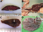 Gross pathology of lesions from cats with fatal severe fever with thrombocytopenia syndrome, Japan. A) Enlarged follicles (white spots) in the spleen. Ruler represents centimeters. B) Hemorrhage in the colon. Scale bar indicates 1 cm. C) Hemorrhage in the lung; white arrow indicates pulmonary hemorrhage around the trachea. Ruler represents centimeters. D) Gastrointestinal ulcers (black arrows) were also seen in some cases. Scale bar indicates 1 cm.