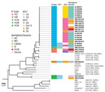 Maximum-likelihood phylogeny of STEC OX18 from a patient in Japan and other Escherichia coli strains. Isolate identifications of STEC OX18 are shown in bold. Colored boxes indicate collection countries, stx profiles, and symptoms of human carrier or source of the STEC OX18 isolates, as shown in the keys. Serotype and pathotype information of non-OX18 E. coli strains are shown in parentheses. The tree was rooted by E. fergusonii ATCC35469. AC, asymptomatic carrier; BD, bloody diarrhea; D, diarrhea; HUS, hemolytic uremic syndrome; STEC, Shiga toxin–producing E. coli; Stx, Shiga toxin. APEC, avian pathogenic E. coli; AIEC, adherent/invasive E. coli; EAEC, enteroaggregative E. coli; EPEC, enteropathogenic E.coli; ExPEC, extraintestinal pathogenic E. coli; UPEC, uropathogenic E. coli. Scale bar indicates number of substitutions per site.