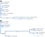 Phylogenetic tree of Leishmania subgenus isolates from a patient in Arizona, USA, and reference Leishmania species in relationship to species in the subgenera Leishmania, Viannia, and Mundina. A) Phylogenetic tree of Leishmania 18S rRNA genes. Sequences of Crithidia fasciculata and Leptomonas seymouri are included as references. L. (V.) panamensis (GenBank accession no. GQ332362); L. (V.) braziliensis (accession no. GQ332355); L. (L) mexinana (accession no. GQ332260); L. (L.) infantum (accession no. GQ332359); L. (L.) donovani (accession no. GQ332356); L. (M.) martiniquensis (accession no. AF303938); L. (M.) enriettii (accession no. ATAF02000704); Leptomonas seymore (accession no. KP717894); and Crithidia fasciculata (accession no. Y00055). The 2 non-Leishmania trypanosomatids (Leptomonas seymore and Crithidia fasciculata) were included in the phylogenetic tree because they were previously described as co-infecting parasites in human leishmaniasis cases. B) Phylogenetic tree of glyceraldehyde-3-phosphate dehydrogenase genes. Sequences from Crithidia fasciculata and Leptomonas seymouri were included as references. Numbers along branches indicate bootstrap values. Scale bars indicate nucleotide substitutions per site.