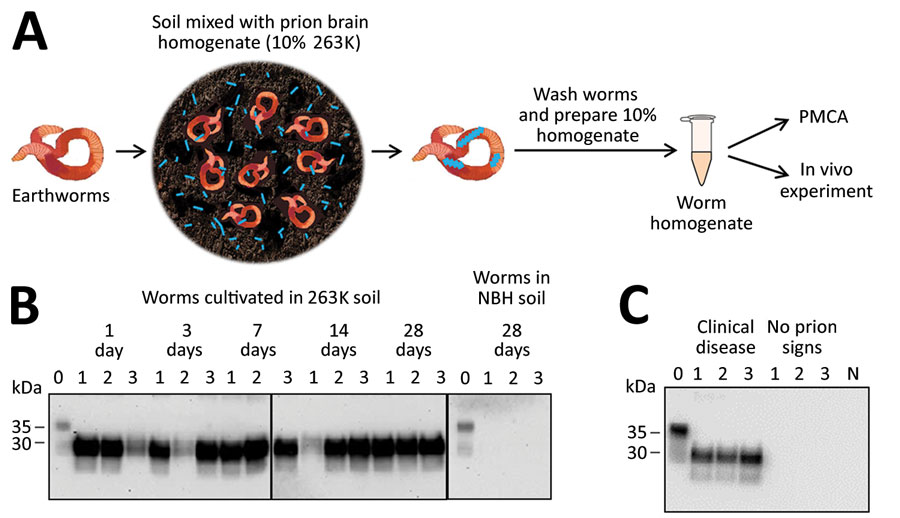 Detection of prion protein (PrPSc) attached to earthworms by PMCA and infectivity bioassay. A) Process for exposing earthworms to infected soil. Earthworms were placed in soil mixed with 10% wt/vol infected 263K hamster brain homogenate for 1, 3, 7, 14, or 28 days; worms were washed thoroughly, then prepared into a 10% homogenate for analysis. B) Results of PMCA on earthworms exposed to contaminated soil. As a control, earthworms also were exposed to soil mixed with NBH for 28 days and analyzed with the same methods. For each measurement, 3 worms were analyzed per time point in 3 different gels but blotted in the same membrane. Lane 0 is NBH used as a positive control for electrophoretic migration of the normal prion protein (PrPC); lanes 1–3 indicate 3 different worms. Vertical lines between images depict membrane splicing. Numbers on the left indicate molecular weight markers. C) Biochemical analysis of brains of hamsters infected with worm homogenate. Groups of hamsters were injected with homogenates from 3 different worms exposed to prion contaminated soil; many of the animals developed prion disease (Appendix Figure 2). Brains were collected and homogenized and samples were digested with proteinase K (Sigma Aldrich, https://www.sigmaaldrich.com) at 50 µg/mL for 1 h at 37°C, except NBH (lane labeled N) used as a migration control. Numbers on the left indicate molecular weight markers. Results confirmed the presence of PrPSc accumulation in the brain of animals showing clinical signs of prion disease. NBH, normal hamster brain homogenate; PMCA, protein misfolding cyclic amplification.