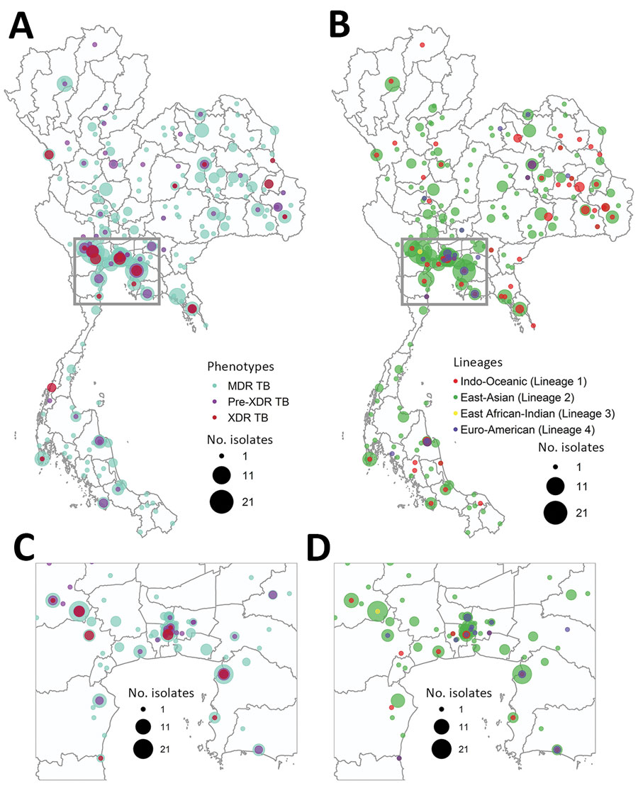 Geographic and lineage distribution of 579 drug-resistant Mycobacterium tuberculosis isolates in Thailand, 2014–2017. A) Geographic distribution of MDR TB, pre-XDR TB, and XDR TB. B) Lineage distribution of drug-resistant M. tuberculosis. C) Drug-resistant types, enlarged from panel A. D) Lineage distribution, enlarged from panel B. The size of each circle is proportional to the number of isolates. MDR, multidrug resistant; TB, tuberculosis; XDR, extensively drug-resistant.