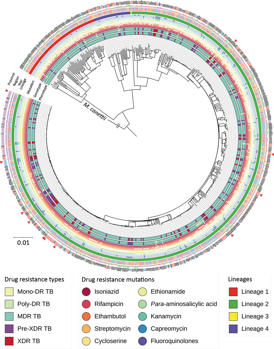 Phylogenetic tree for the 590 drug-resistant Mycobaterium tuberculosis isolates from Thailand, 2014–2017. From inner to the outer circles: culture-based phenotypic drug-susceptibility test, whole-genome sequencing–based drug-resistance profile (DR TB, MDR TB, pre-XDR TB, and XDR TB), drug-resistance mutations, lineage, year of collection, regions, and provinces. Red triangles indicate the paired isolates from the same patients (n = 11). Scale bar indicates the genetic distance proportional to the total number of single nucleotide polymorphisms. M. canetti was used as an outgroup. DR TB, drug-resistant tuberculosis; MDR, multidrug resistant; TB, tuberculosis; XDR, extensively drug-resistant.