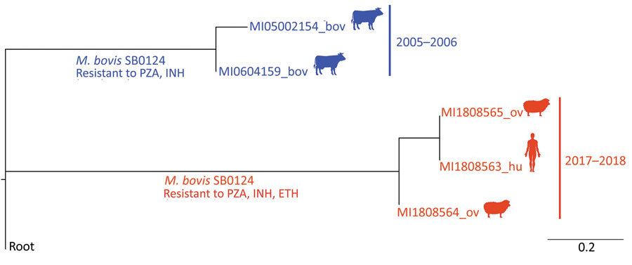 Rooted phylogenetic tree based on the maximum-likelihood method (RAxML;  https://academic.oup.com/bioinformatics/article/30/9/1312/238053), showing the average number of nucleotide substitutions per site of a Mycobacterium bovis strain isolated in Spain from a human in 2017 (red) and with M. bovis strains isolated from sheep in 2018 (red), and with 2 strains isolated from cattle in the same county in 2005 and 2006 (blue). Spoligopattern SB0124 was identified in all strains. Strains from the human and the sheep showed resistance to pyrazinamide, isoniazid, and ethionamide; strains from the cattle showed resistance to pyrazinamide and isoniazid. Root: M. bovis AF 2122/97 reference strain sequence (National Center for Biotechnology Information accession no. NC_0002945). Bov, bovine; ETH, ethionamide; hu, human; INH, isoniazid; PZA, pyrazinamide; ov, ovine. 
