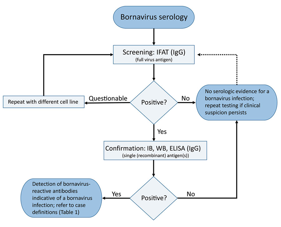 Serologic testing scheme for human bornavirus encephalitis, Germany, 2018–2020. Scheme was based on serologic screening and confirmatory assays and in conjunction with a case definition for variegated squirrel bornavirus 1 (VSBV-1) and Borna disease virus 1 (BoDV-1) encephalitis (Table 1) was diagnosed. Screening of serum samples and cerebrospinal fluid for bornavirus-reactive IgG was conducted by using an indirect immunofluorescence antibody test. A persistently BoDV-1–infected cell line was used with uninfected cells of the same cell line as controls (Vero cells or Crandell-Rees feline kidney cells). For confirmation of a positive IFAT screening result, a line blot with recombinant VSBV-1 and BoDV-1 phosphoprotein proteins was used in our study, but alternative assays, such as WB or ELISA with recombinant antigen(s) or antigen(s) derived from infected cells, might also be appropriate after sufficient validation. Adequate control serum samples from confirmed human VSBV-1 and BoDV-1 encephalitis cases and a pooled serum of 20 healthy blood donors were used for the IFAT and the line blot. IFAT, indirect immunofluorescence antibody test; IB, immunoblot; WB, Western blotting.