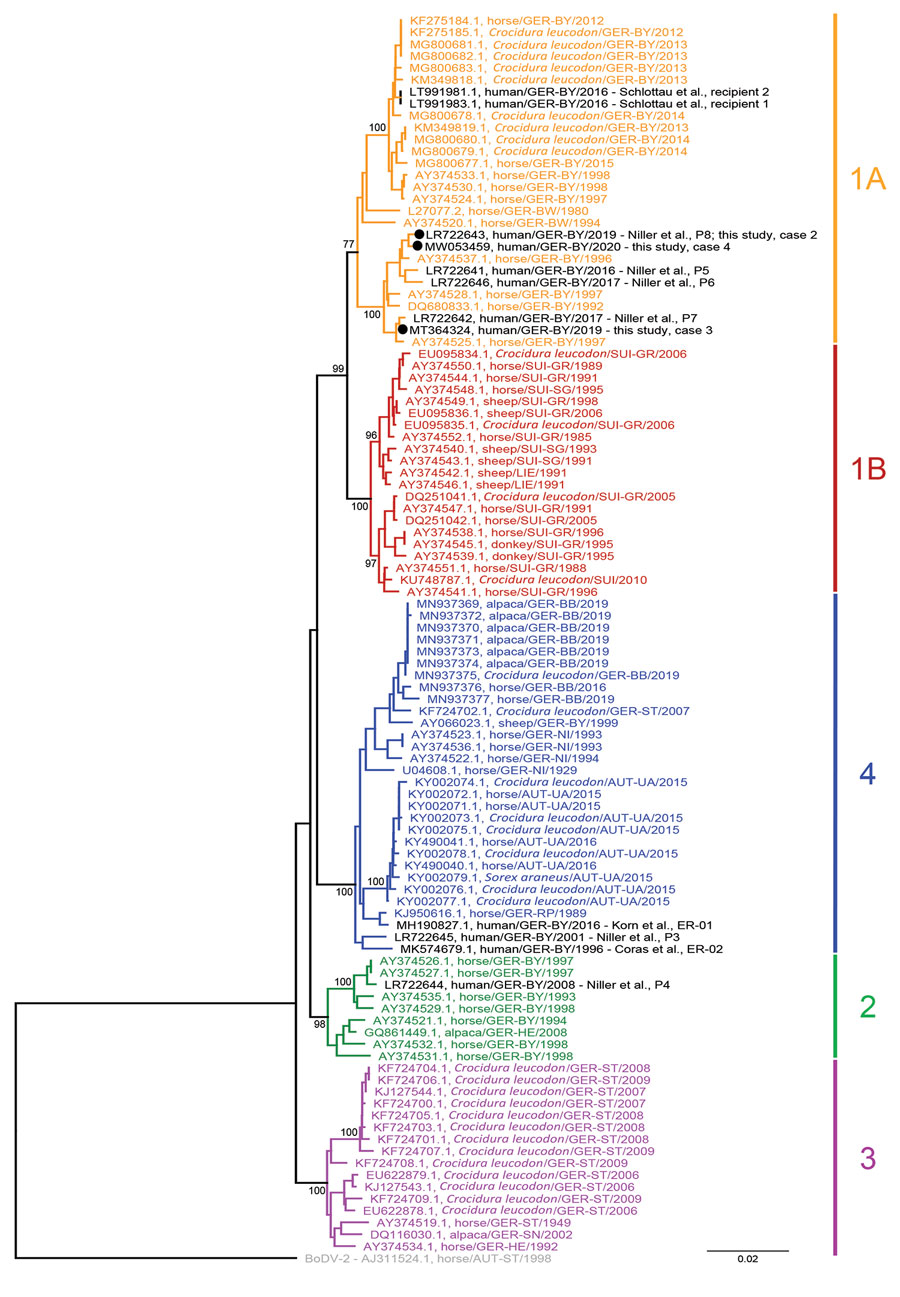 Phylogenetic analysis of BoDV-1 nucleotide sequences from virus-endemic areas, Germany. Shown are partial bornavirus sequences (nucleoprotein gene to phosphoprotein gene, 1,824 nt, representing genome positions 54–1877 of BoDV-1 reference genome U04608), including BoDV-1 sequences from animals and humans in virus-endemic regions in Germany, Austria, Switzerland, and Liechtenstein. BoDV-2 was used as an outgroup. Analysis was performed by using the neighbor-joining algorithm and the Jukes–Cantor distance model in Geneious Prime (https://www.geneious.com) and the tree was rooted for the VSBV-1 clade. Human sequences are indicated in black. Sequences of cases 1–4 included in this study are indicated in bold. Values at branches represent support in 1,000 bootstrap replicates. Only bootstrap values >70 at major branches are shown. Cluster designations, host, and geographic origin are indicated according to previously published studies (2,7,8,12,17–23). Colors and numbers at right indicate clusters. Scale bar indicates nucleotide substitutions per site. AUT, Austria: UA, Upper Austria; ST, Styria. GER, Germany: BB, Brandenburg; BW, Baden-Wuerttemberg; BY, Bavaria; HE, Hesse; NI, Lower Saxony; RP, Rhineland-Palatinate; SN, Saxony; ST Saxony-Anhalt. LIE, Liechtenstein. SUI, Switzerland: GR, Grisons; SG, St. Gall.