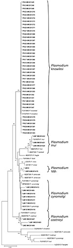 Neighbor-joining phylogenetic tree of Plasmodium species based on partial sequence of SSU rRNA genes for identification of Plasmodium malaria species from indigenous community blood samples, Malaysia. Nucleotide sequences generated from this study are marked with asterisks and are in bold. GenBank accession numbers are provided for all sequences. Numbers at nodes indicate percentage support of 1,000 bootstrap replicates; only bootstrap values above 70% are displayed. Scale bar indicates branch length.