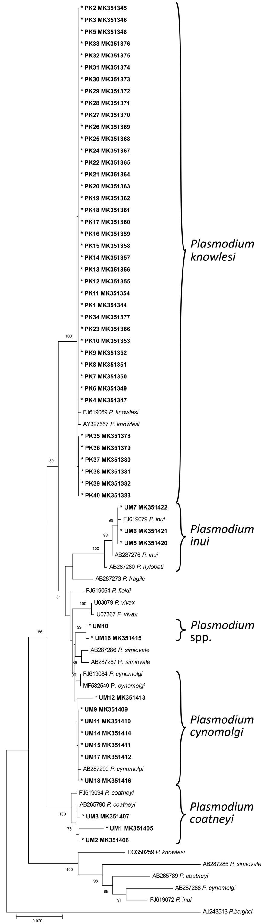 Neighbor-joining phylogenetic tree of Plasmodium species based on partial sequence of SSU rRNA genes for identification of Plasmodium malaria species from indigenous community blood samples, Malaysia. Nucleotide sequences generated from this study are marked with asterisks and are in bold. GenBank accession numbers are provided for all sequences. Numbers at nodes indicate percentage support of 1,000 bootstrap replicates; only bootstrap values above 70% are displayed. Scale bar indicates branch length.