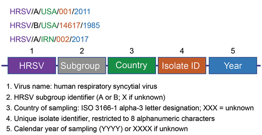 Schematic representation of the 5 consensus nomenclature elements of HRSV strains and isolates, with examples (top) and an explanation of each element (bottom). HRSV, human respiratory syncytial virus; ID, identification number; ISO, International Organization for Standardization.