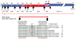 Schematic aid to gene annotations of HRSV whole-genome sequences. An HRSV gene comprises the sequence from the first nucleotide of the conserved HRSV gene start signal (GGGGCAAATa) to the last adenosine residue of the HRSV gene end signal (AGTTAnnnnAAAA) (25,41). Gene start signals are represented by black triangles, and gene end signals are shown as black rectangles, separated by intergenic regions (underlined). Note the M2/L gene overlap (annotations derived from HRSV A2; GenBank accession no. M74568/NC_038235). le, leader region; HRSV, human respiratory syncytial virus; tr, trailer region.