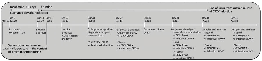 Chronology of CPXV infection of a 22-year-old pregnant woman, France, 2017, showing links between date of samples, detection of DNA or infectious CPXV, and course of the disease. Days after infection indicate the estimated day of infection based on the literature. CPXV, cowpox virus.