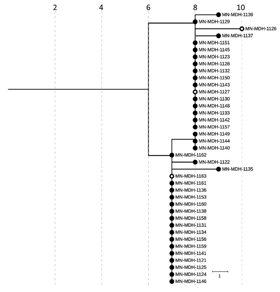 Phylogenetic tree of severe acute respiratory syndrome coronavirus 2 genome sequences associated with long-term care facility D, Minnesota, USA, April 17–May 15, 2020. Filled circles represent sequences taken from residents; open circles represent sequences from healthcare workers. IQ-TREE (29) was used with the general time reversible substitution model for tree generation. Branch lengths were scaled to represent number of single-nucleotide mutations, as shown in the scale. MDH, Minnesota Department of Health.