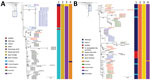 Phylogenomic tree of Neisseria gonorrhoeae isolates with azithromycin MICs of >2 μg/mL, 2004–2017. A) MLST ST1580 and NG-MAST genogroup 470 isolates from Argentina in the context of selected isolates from Scotland (2004–2005), the United States (2016), Australia (2017), Brazil (2015–2016), and the United Kingdom (2014–2017). B) MLST ST9363 and NG-MAST genogroup G12302 isolates from Argentina in the context of selected isolates from Australia (2017), the United States (2014–2017), Brazil (2015–2016), Norway (2017), and Canada (2013–2014). Lane 1, 23S rRNA; lane 2, mtrR; lane 3, mtrD; lane 4, MLST. Labels indicate isolate identity; font colors indicate country of isolation. Bar colors indicate distribution of mutations. Insets indicate relationship of sequences to larger phylogenetic tree. Scale bar indicates substitutions per site.  MLST, multilocus sequence typing; NG-MAST, N. gonorrhoeae multiantigen sequence typing.