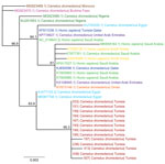 Phylogenetic analysis of MERS-CoV samples from dromedary camels in Tunisia, conducted by using the spike RBD. We used 720-bp fragments of the MERS-CoV spike RBD amplified from nasal swab samples of 13 dromedary camels and published RBD sequences of representative MERS-CoV strains from other countries to create the phylogenetic tree using Geneious Prime Tree Builder (Geneious Biologics, https://www.geneious.com). Branches are shaded by country: red represents sequences from Tunisia (this study); brown represents Morocco, pink Burkina Faso, dark green Nigeria, blue Egypt, dark blue Qatar, green Saudi Arabia, yellow South Korea, purple United Arab Emirates, and orange Oman. GenBank accession numbers are provided for reference sequences. Numbers indicate bootstrap values (1,000 pseudo-replicates). Scale bar indicates sequence divergence (% nucleotide substitutions). MERS-CoV, Middle East respiratory syndrome coronavirus; RBD, receptor-binding protein.