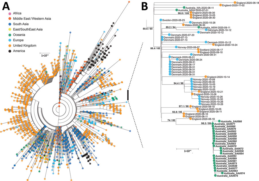 Maximum-likelihood phylogenetic tree of severe acute respiratory syndrome coronavirus 2 genomes from a quarantine hotel–associated community outbreak of coronavirus disease in South Australia, Australia. A) Genomes from lineage B.1.36 (n = 3,038). B) Subtree of lineage B.1.36.1 focusing on the quarantine hotel clusters and a returned traveler from the United Kingdom; bold type indicates those strains. Consensus genomes were profile-aligned using COVID-Align (5), and phylogenetic trees were constructed using IQ-TREE with general time reversible plus invariate plus gamma 4 sites model (6). SH-like approximate likelihood ratio test score was 98.3%, ultrafast bootstrap approximation 99%. Scale bar indicates substitutions per site. 