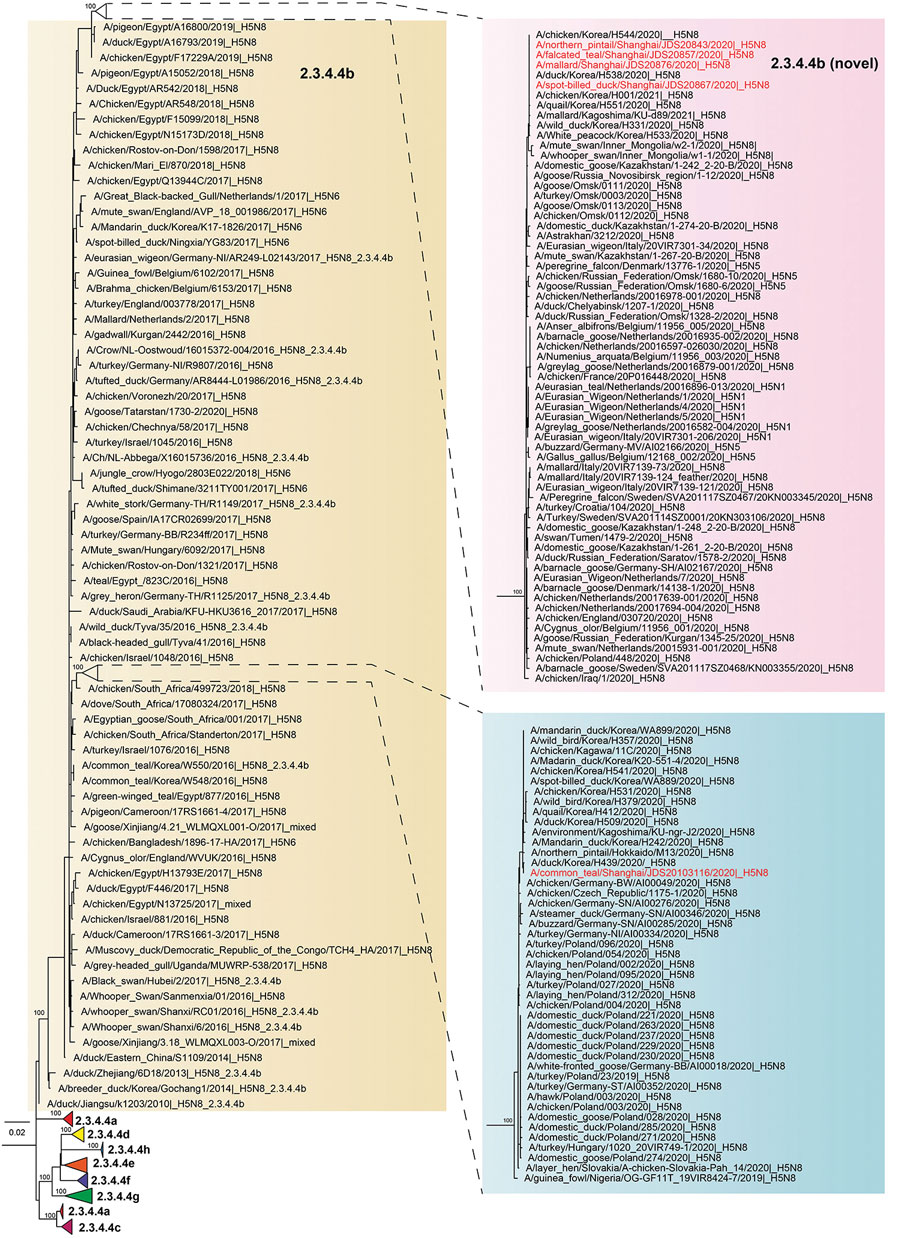 Phylogenetic tree of highly pathogenic avian influenza A(H5N8) viruses isolated in Shanghai, China during 2020 (red text) and reference sequences from GISAID (https://www.gisaid.org). Tree was based on hemagglutinin gene segment; it was constructed using IQ-TREE (13) with 1,000 bootstrap replicates. Yellow shading indicates subclade 2.3.4.4b strains. Pink and blue shading indicate 2 sublineages of subclade 2.3.4.4b. Numbers to the left of node indicate bootstrap values. Scale bars indicate average number of nucleotide substitutions per site.
