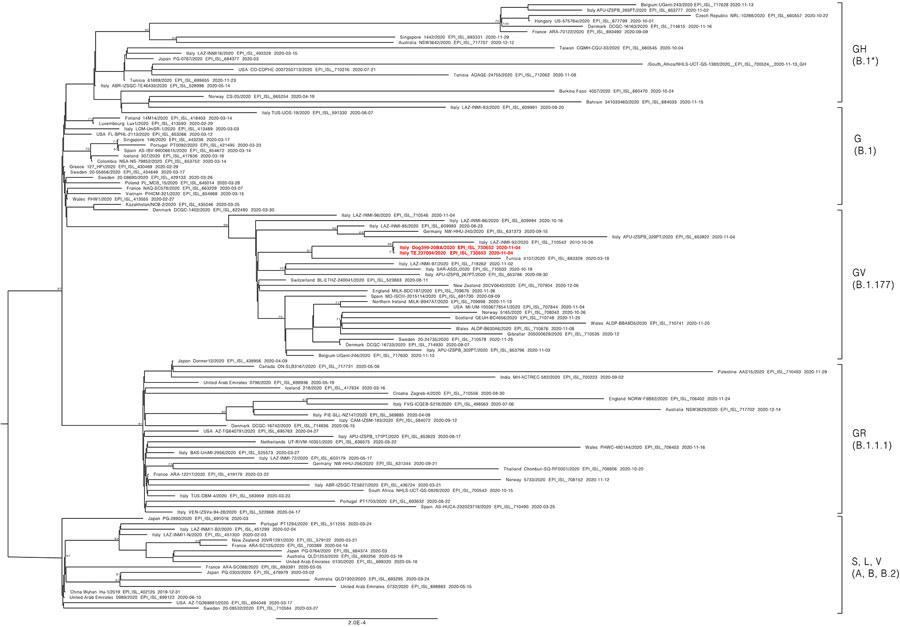 Maximum-likelihood tree comparing 108 strains of severe acute respiratory syndrome coronavirus 2 circulating among humans and canines. Tree shows 107 complete genomes downloaded from the GISAID database (https://www.gisaid.org) and the strains sequenced from an infected dog and family member in Italy (bold red text). The tree was built with IQ-TREE version 1.6.10 (http://www.iqtree.org) using the best fit model indicated by the Model Finder with 1,000 bootstrap replicates. Text at nodes indicates bootstrap values >70. Brackets to the right indicate clades. Scale bar indicates number of nucleotide substitutions per site.