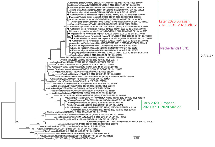 Maximum-likelihood phylogenetic tree of the hemagglutinin segment of HPAI subtype H5N8 virus isolated from birds, Novosibirsk, Western Siberia, Russia, 2020, and reference segments from GISAID (http://www.gisaid.org). Filled circles indicate HPAI H5N8 virus strains from Russia isolated in 2020; open circles indicate strains from Russia isolated during 2016–2018. Virus identification number, date of identification, and GISAID accession number are provided for all sequences. HPAI, highly pathogenic avian influenza.