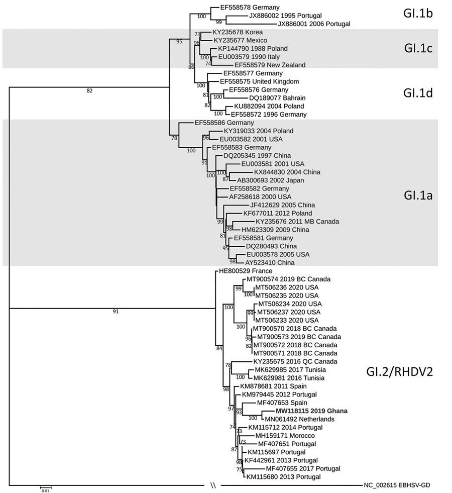 Maximum-likelihood phylogenetic tree of the viral protein 60 region of rabbit hemorrhagic disease virus from Ghana (boldface) and reference sequences. We downloaded sequences directly from or extracted them from the whole genome sequences downloaded from GenBank. We aligned sequences in Geneious Prime (Geneious, https://www.geneious.com) and constructed the phylogenetic tree with the IQ-TREE Web server (http://iqtree.cibiv.univie.ac.at), using 1,000 bootstrap replicates as indicated in the tree. We then visualized the phylogenetic tree using iTOL (https://itol.embl.de). Scale bar indicates branch length.