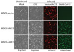 Overexpression of canine ACE2 in MDCK cells in study of susceptibility to severe acute respiratory syndrome coronavirus 2 of cell lines and substrates used to diagnose and isolate influenza and other viruses. Cells inoculated with icSARS-CoV-2-mNG reporter virus. Representative images at 1 dpi are shown (original magnification ×10). ACE, angiotensin-converting enzyme 2.