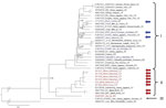 Phylogenetic analysis performed on nucleic acid sequences of large gene of lymphocytic choriomeningitis virus (LCMV) sequences using Bayesian inference. Bayesian posterior probabilities were used to assess node support. Lunk virus from Mus minutoides (Africa) was used as outgroup. All sequences obtained in this study were submitted to GenBank (accession nos. MZ568450–7, MZ558311–3, MZ568449). Names of LCMV strains are composed of GenBank accession number, strain name, host species, and place and country of origin (if known) or isolation. Country code is defined as ISO code (https://countrycode.org). Colors indicate LCMV strains isolated from wild rodents where there is a match between expected mouse subspecies on the basis of geographic region and sampling area: blue, Mus musculus domesticus; red, M. musculus musculus. Arrows indicate known origin of mice subspecies on the basis of genetic data, asterisks (*) indicate LCMV strains from this study, and lineages are indicated by roman numerals. Scale bar indicates nucleotide substitutions per site. Mmd, M. musculus domesticus; Mmm, M. musculus musculus; Mmm_lab, laboratory mouse strain derived from M. musculus musculus; Mm_lab, laboratory mouse strain; Mm_sp, Mus musculus spp.