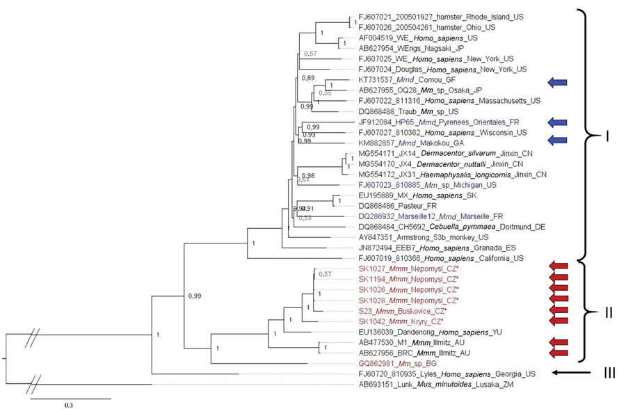 Phylogenetic analysis performed on nucleic acid sequences of large gene of lymphocytic choriomeningitis virus (LCMV) sequences using Bayesian inference. Bayesian posterior probabilities were used to assess node support. Lunk virus from Mus minutoides (Africa) was used as outgroup. All sequences obtained in this study were submitted to GenBank (accession nos. MZ568450–7, MZ558311–3, MZ568449). Names of LCMV strains are composed of GenBank accession number, strain name, host species, and place and country of origin (if known) or isolation. Country code is defined as ISO code (https://countrycode.org). Colors indicate LCMV strains isolated from wild rodents where there is a match between expected mouse subspecies on the basis of geographic region and sampling area: blue, Mus musculus domesticus; red, M. musculus musculus. Arrows indicate known origin of mice subspecies on the basis of genetic data, asterisks (*) indicate LCMV strains from this study, and lineages are indicated by roman numerals. Scale bar indicates nucleotide substitutions per site. Mmd, M. musculus domesticus; Mmm, M. musculus musculus; Mmm_lab, laboratory mouse strain derived from M. musculus musculus; Mm_lab, laboratory mouse strain; Mm_sp, Mus musculus spp.