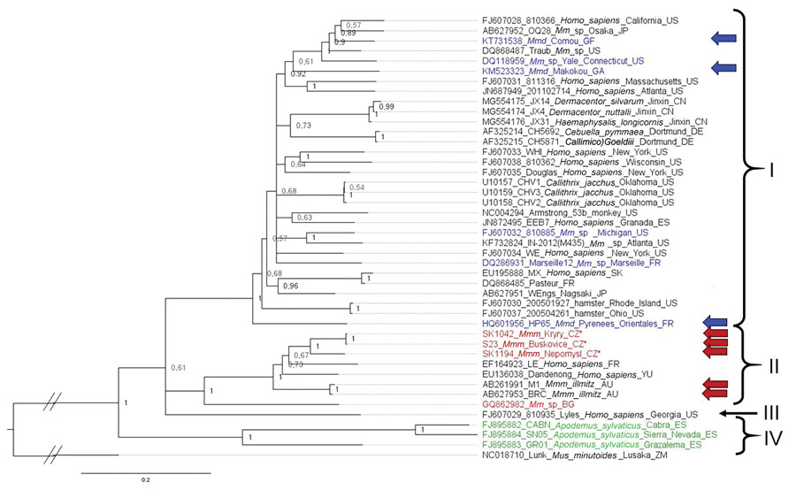 Phylogenetic analysis performed on nucleic acid sequences of glycoprotein gene of lymphocytic choriomeningitis virus (LCMV) sequences using Bayesian inference. Bayesian posterior probabilities were used to assess node support. Lunk virus from Mus minutoides (Africa) was used as outgroup. All sequences obtained in this study were submitted to GenBank (accession nos. MZ568450–7, MZ558311–3, MZ568449). Names of LCMV strains are composed of GenBank accession number, strain name, host species, and place and country of origin (if known) or isolation. Country code is defined as ISO code (https://countrycode.org). Colors indicate LCMV strains isolated from wild rodents where there is a match between expected mouse subspecies on the basis of geographic region and sampling area: blue, Mus musculus domesticus; red, M. musculus musculus. Arrows indicate known origin of mouse subspecies on the basis of genetic data, asterisks (*) indicates LCMV strains from this study, and lineages are indicated by roman numerals. LCMV strains isolated from Apodemus sylvaticus are indicated in green (lineage IV). Scale bar indicates nucleotide substitutions per site. Mmd, M. musculus domesticus; Mmm, M. musculus musculus; Mmm_lab, laboratory mouse strain derived from M. musculus musculus; Mm_lab, laboratory mouse strain; Mm_sp, Mus musculus spp.