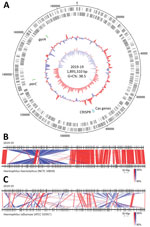 Genomic analysis of Haemophilus haemolyticus strain 2019-19 from a 9-year-old girl in Japan. A) Circular map of the whole-genome sequence. The outermost circle shows the number of nucleotides, the second circle shows coding sequences on the plus strand, and the third circle shows coding sequences on the minus strand. The innermost circle represents the G+C skew (%) and second innermost circle, G+C content (%); green zones show the locations of gyrA and parC, and blue and light blue zones show CRISPR-Cas–associated genes. Map drawn using Artemis DNA Plotter (Wellcome Sanger institute, Hinxton, UK). G+C, guanine + cytosine. B, C) Comparison between the whole genomes of 2019-19 and H. haemolyticus NCTC 10839 (B) and H. influenzae ATCC 33391T (C), created using Easyfig version 2.2.2 (19). Red indicates matches in the same direction; blue indicates inverted matches; white areas indicate nonmatches.