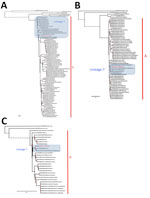 Phylogenetic analysis of Seoul virus complete gene segments recovered from brown rats (Rattus norvegicus [family Muridae, subfamily Murinae]) trapped in Benin (red) and reference sequences. Phylogenetic trees were generated by the maximum-likelihood method on the complete coding region of the small (A), medium (B) and large (C) segments. Red points at each node represent branch support with probabilities >75% as determined by an approximate likelihood ratio test. Lineage 7 and phylogroup A are indicated. GenBank accession numbers are provided for reference sequences. Dashed branches have been cut to improve figure readability and are not to scale. Scale bars indicate numbers of substitutions per nucleotide. 