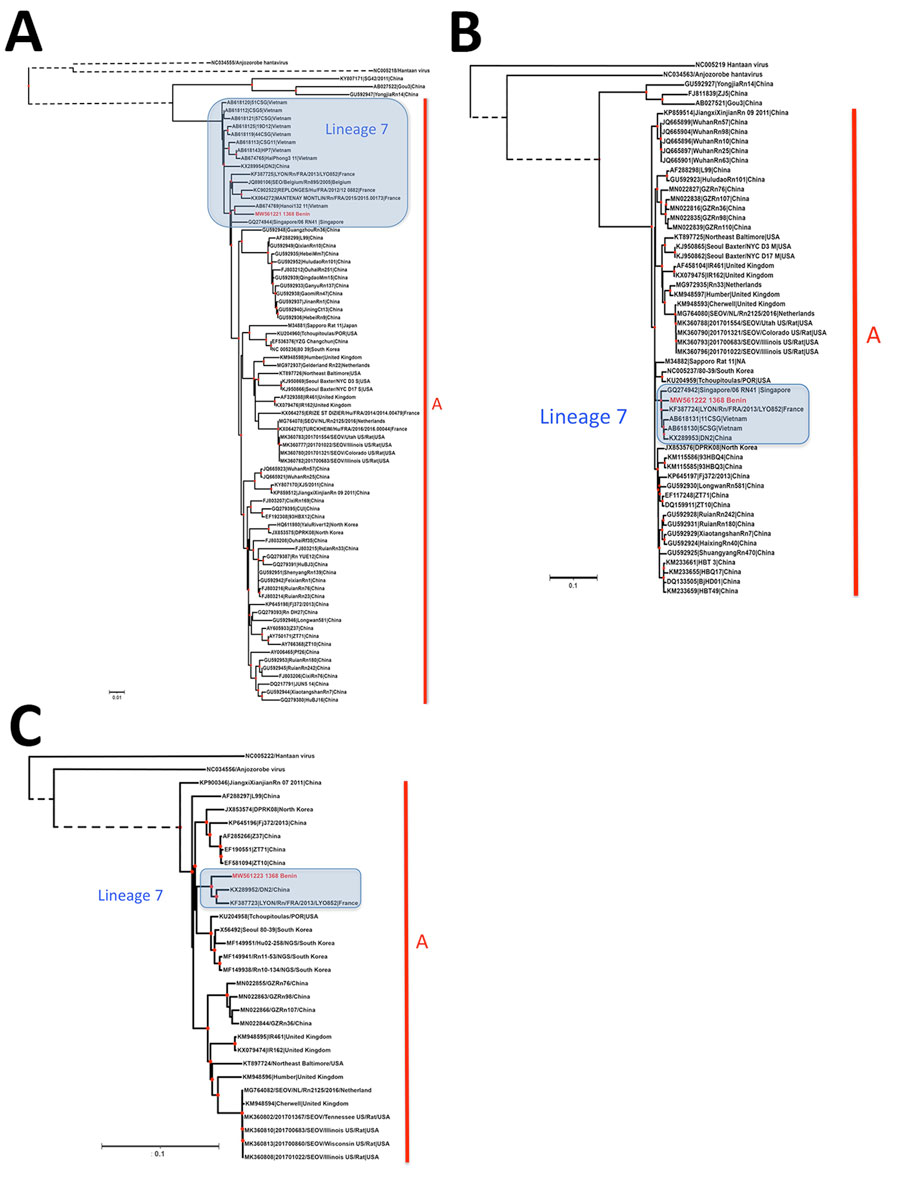Phylogenetic analysis of Seoul virus complete gene segments recovered from brown rats (Rattus norvegicus [family Muridae, subfamily Murinae]) trapped in Benin (red) and reference sequences. Phylogenetic trees were generated by the maximum-likelihood method on the complete coding region of the small (A), medium (B) and large (C) segments. Red points at each node represent branch support with probabilities >75% as determined by an approximate likelihood ratio test. Lineage 7 and phylogroup A are indicated. GenBank accession numbers are provided for reference sequences. Dashed branches have been cut to improve figure readability and are not to scale. Scale bars indicate numbers of substitutions per nucleotide. 