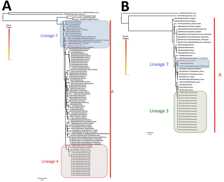 Phylogenetic analysis of Seoul virus partial gene fragments recovered from brown rats (Rattus norvegicus [family Muridae, subfamily Murinae]) trapped in Benin (red) and reference sequences. Phylogenetic trees were generated by the maximum-likelihood method on partial coding regions of the small (A) and large (B) segments; medium segments were not done because they were not available from the reference genes from Senegal. Colored points at each node represent branch support as determined by an approximate likelihood ratio test. Lineages 7, 4, and 3 and phylogroup A are indicated. GenBank accession numbers are provided for reference sequences. Scale bars indicate numbers of substitutions per nucleotide.