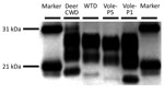 Western blots from naturally affected deer and experimentally inoculated raccoons with CWD. Lanes, from left: molecular marker; deer CWD, white-tailed deer naturally affected with CWD; WTD, raccoon 2 inoculated with brain material from the deer CWD donor animal (CWDWtd); vole-P5, raccoon 14 inoculated with CWDVole-P5 (fifth passage vole to vole); vole-P1, raccoon 7 inoculated with CWDVole-P1 (first passage, white-tailed deer to vole); lane 6, molecular marker. CWD, chronic wasting disease.