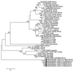 Molecular phylogeny of Crimean-Congo hemorrhagic fever virus medium RNA segments, United Arab Emirates, 2019 (solid circles), and reference viruses. Viruses from this study were obtained from camel ticks (Hyalomma dromedarii) removed from dromedary camels at a large livestock market in the emirate of Abu Dhabi. Other virus sequences included were selected as representatives of the major small and large RNA segment genotypes for which full-length sequences of all 3 viral genomic segments were available. Viruses listed include GenBank accession number and country of origin. Maximum-likelihood analysis of coding-complete sequences was performed by using the general time reversible plus invariant sites plus gamma distribution substitution model and 4 categories with >500 bootstrap replicates. Numbers along branches are percentage support, showing only values >65%, and branch length is relative to the number of substitutions per site, as indicated by the scale bar. Dem Rep Congo, Democratic Republic of the Congo; UAE, United Arab Emirates.
