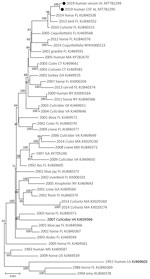 Maximum-likelihood phylogeny of eastern equine encephalitis virus from a woman in Alabama, USA, 2019 (solid circles), and reference sequences, based on complete coding region sequences. Nucleotide coding sequences of the full genome of eastern equine encephalitis viruses isolated during 1951–2019 were codon aligned and phylogenies inferred with general time reversible plus gamma plus proportion of invariable sites. Taxa are labeled with year of isolation, host, US state of isolation, and GenBank accession number. Branches are labeled with bootstrap support values as a percentage of 1,000 replicates. Branches with <50% bootstrap support are collapsed; only branches with >60% support are labeled. Branch lengths are drawn to scale and measured in the number of substitutions per site. 