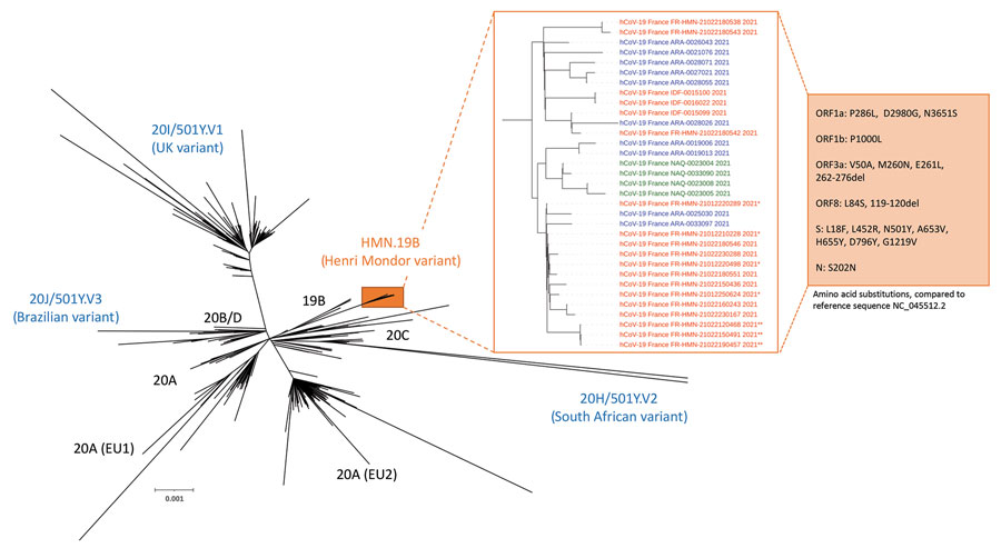 Phylogenetic tree built with sequences from the 33 patients infected with the new HMN.19B or Henri Mondor variant and from 1,537 SARS-CoV-2–infected patients in France sampled during January 18–February 23, 2021, sequenced in 9 successive series. Phylogeny was performed after full-length genome alignment with Muscle 3.8.31 (maximum-likelihood model general time-reversible plus invariant sites model, 1,000 bootstrap replicates) by means of IQ-Tree 1.3.11.1 and iTOL. The HMN.19B (Henri Mondor) variant cluster is considerably different from all the others, with a 99% bootstrap value. HMN.19B sequences are colored according to the geographic origin of the patients: red, greater Paris area (IDF or HMN); blue, southeast France (ARA); green, southwest France (NAQ). *Original cluster in an occupational health unit; **cluster in the hematology department of our institution. Amino-acid substitutions and deletions detected in all sequences are described in the orange box. ARA, Auvergne-Rhône-Alpes; HMN, Henri Mondor; IDF, Ile-de-France; NAQ, Nouvelle-Aquitaine.