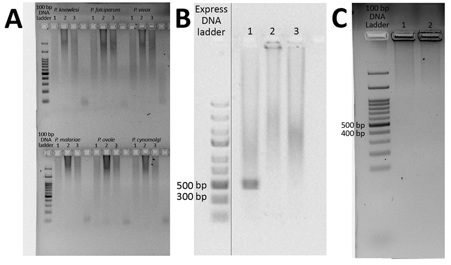 Species-specific nested PCR amplification products for a study of Plasmodium inui infections among humans, Malaysia. Samples were subjected to electrophoresis on a 1.5% agarose gel. A) Results for detection of P. knowlesi, P. falciparum, P. vivax, P. malariae, P. ovale, and P. cynomolgi. Lane 1, human case-patient PMAR0041; lane 2, human case-patient PMAR0052; lane 3, no-template control. B) Results for the detection of P. inui in human case-patient PMAR0041. Lane 1, case-patient PMAR0041; lane 2, negative control; lane 3, no-template control. The solid vertical line indicates these are separate parts of the same image. C) Results for the detection of P. inui in human case-patient PMAR0052. Lane 1, case-patient PMAR0052; lane 2, no-template control.