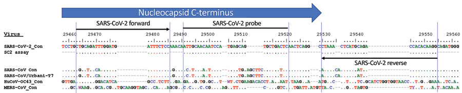 Alignment of SARS-CoV-2-specific PCR with consensus sequences for SARS-CoV-2, SARS-CoV, MERS-CoV, and HuCoV-OC43. Consensus sequence for SARS-CoV/Urbani-T7 was reverse transcribed from SARS-CoV strain Urbani (GenBank accession no. AY278741). HuCoV-OC43, human coronavirus OC43 consensus sequence; MERS-CoV, Middle East respiratory syndrome coronavirus; SARS-CoV, severe acute respiratory syndrome coronavirus; SARS-CoV-2, severe acute respiratory syndrome coronavirus 2.