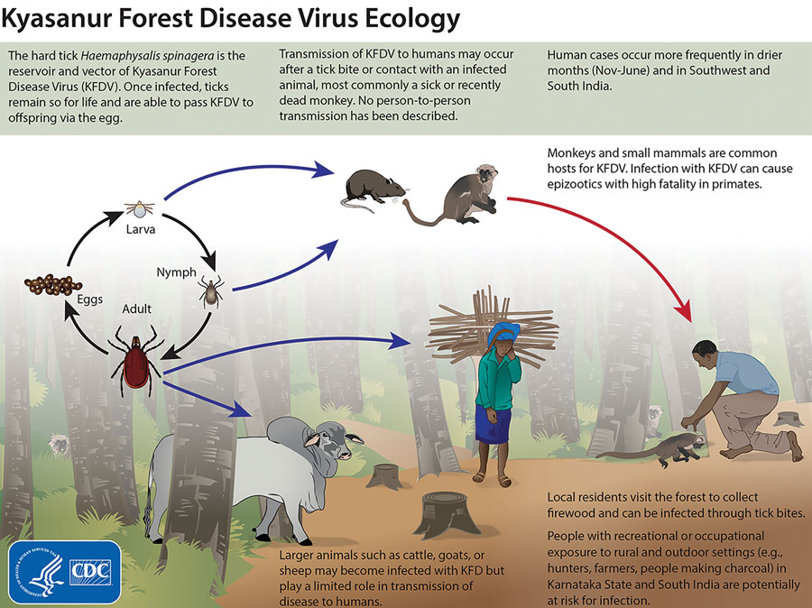 Ecology of Kyasanur Forest disease virus. Reproduced from https://www.cdc.gov/vhf/kyasanur/resources/virus-ecology.html.