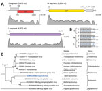 Identifying a novel hantavirus in European perch. A) Schematic representation of the 3 genome segments of Bern perch virus; open reading frames are indicated as colored arrows. Coverage plots of high-throughput sequencing reads are shown for each segment, and maximum-read coverages are indicated on the right. B) Alignment of the terminal sequences (11 nt) of the 3 segments. The terminal 8 nucleotides (gray box) are complementary within and conserved among segments. C) Maximum-likelihood phylogenetic tree of the Bern perch virus RNA-directed RNA-polymerase amino-acid sequence (bold blue) with RNA-directed RNA-polymerase amino-acid sequences of representative members of the family Hantaviridae. Numbers near nodes on the trees indicate bootstrap values. Branches are labeled by GenBank accession number, and virus name. Scale bar indicates number of substitutions per site, reflected by branch lengths. GP, glycoprotein gene; L, large; M, medium; S, small; NP, nucleocapsid protein gene.