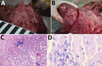 Macroscopic and histopathologic features in the red deer in case 1 in study of tuberculosis caused by Mycobacterium microti in red deer, Austria and Germany. A) Gross picture of the cutting surface of the lungs with severe pyogranulomatous pleuropneumonia with multifocal to confluent cavernous granulomas, 2–10 mm diameter. B) Multifocal to coalescing granulomas 4–25 mm diameter on the surface of the epicardium. C) Chronic multifocal to coalescing pyogranulomatous pneumonia in lungs with central areas of necrosis and mineralization surrounded by numerous epithelioid macrophages and a few multinucleated Langhans giant cells. Single lymphocytes and plasma cells were observed around the periphery and between the granulomas, hematoxylin and eosin stain. Scale bar = 20 μm. D) Numerous macrophages and epithelioid cells containing solitary or multiple acid-fast bacilli. Ziehl Neelsen stain. Scale bar = 10 μm.