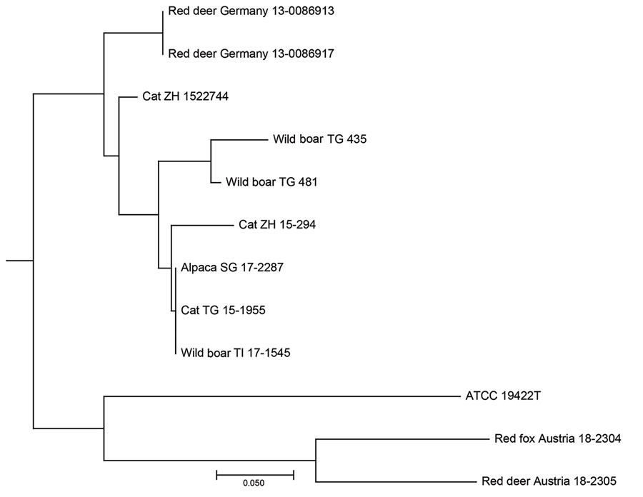 Neighbor-joining tree based on the copy numbers of 24-loci mycobacterial interspersed repetitive unit variable-number tandem-repeat analysis derived from 11 Mycobacterium microti clinical isolates and type strain M. microti Reed ATCC 19422T in study of tuberculosis caused by M. microti in red deer, Austria and Germany. We calculated the tree using the MIRU-VNTRplus server (https://www.miru-vntrplus.org; Appendix) and exported it using MEGAX version 10.11 (https://www.megasoftware.net). Scale bar indicates substitutions per site.