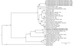 Phylogenetic analysis of 16S rRNA, sodB, and groEL partial sequences of Candidatus Ehrlichia hydrochoerus and Anaplasma spp. obtained from capybaras (Hydrochoerus hydrochaeris), southern Brazil. These sequences (in bold) and those of other Ehrlichia and Anaplasma species were aligned using MAFFT 7.110 (https://mafft.cbrc.jp/alignment/server). Phylogenetic analyses of each gene were based on Bayesian inference using Beast version 1.8.4 (https://beast.community/index.html). We performed 3 independent runs of 100 million generations of Monte Carlo Markov chain with 1 sampling/10,000 generations and a 10% burn-in. We estimated substitution models as generalized time reversible plus gamma for 16S rRNA (A), Hasegawa–Kishino–Yano plus gamma for sodB (B), and Tamura–Nei plus gamma for groEL (C) genes on the basis of Akaike information criterion by using jModeltest version 2.1.10 (https://github.com/ddarriba/jmodeltest2/releases/tag/v2.1.10r20160303). The tree was rooted with Rickettsia rickettsii (GenBank accession nos. CP000766.3 and CP018913.1). Complete GenBank accession numbers are listed in the Appendix . Scale bar indicates number of substitutions per site. Ca., Candidatus.