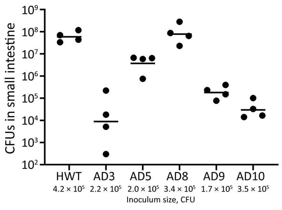 Intestinal colonization of 5-day-old infant mice by Vibrio cholerae O141. Pups were orally inoculated with the indicated amount of the indicated strain, and CFUs in the small intestine were enumerated at 20 hours postinoculation. Dots indicate individual animals, and horizontal bars indicate geometric means of each group. HWT, V. cholerae O1 isolate from the recent cholera epidemic in Haiti used as a positive control; AD, V. cholerae O141 strains analyzed in this study.