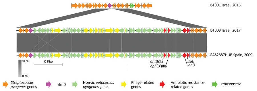 Schematic comparison of the integration site of the prophage carrying antimicrobial resistance genes for 2 invasive group A Streptococcus emm93.0 type strains from Israel and 1 from Spain. Arrows indicate gene arrangement in the presumed insertion site of the prophage, the rlmD gene (purple). The prophage contains gene sequences of antibiotic resistance related genes (ant(6)Ia, aph(3')IIIa, lsaE and lnuB), phage related genes and other non-Streptococcus genes. The gray regions indicate 80%–100% sequence identity.  