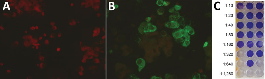 Serological response to infection with severe acute respiratory syndrome coronavirus 2 in a domestic ferret, Slovenia. Immunofluorescent tests showed a negative result in the ferret’s acute serum sample obtained on day 6 after disease onset (A) and a positive reaction at titer 1:64 in the ferret’s convalescent serum sample obtained on day 19 (B). The neutralization test (C) showed the highest dilution of the ferret’s convalescent serum sample that inhibited a cytopathic effect in >2 of 3 wells to be 1:320.