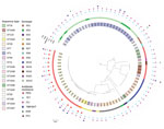 Circular phylogenetic tree containing 78 Streptococcus suis isolates from diseased pigs, Italy, 2017–2019. The tree was inferred by using the iTOL interactive user interface (https://itol.embl.de). Shading over tip labels indicates sequence types. The serotypes of each isolate are also shown. The antimicrobial-resistant molecules are annotated by colors and shapes. Scale bar indicates substitutions per site. CLI, clindamycin; ENR, enrofloxacin; FFC, florfenicol; PEN, penicillin; ST, sequence type; TET, tetracycline; TMP/SXT, trimethoprim/sulfamethoxazole.